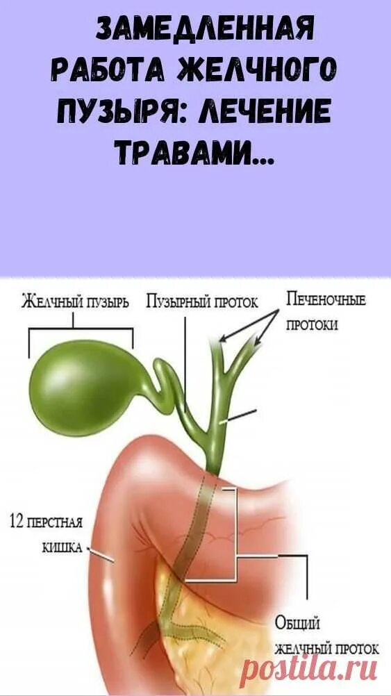 Как лечится желчный пузырь