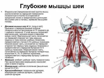 Напряжены мышцы шеи
