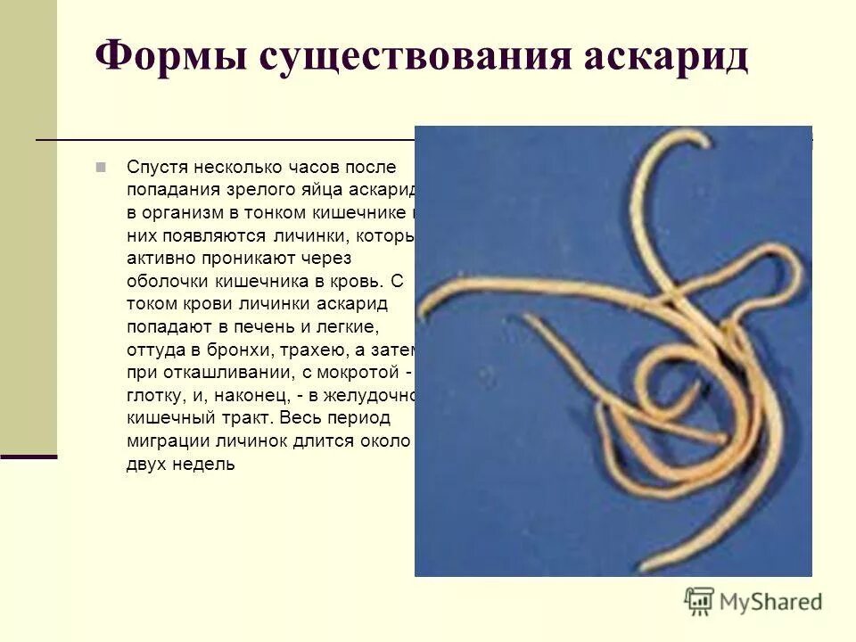 Клиника аскаридоза у детей. Признаки аскаридоза у детей. Аскарида человеческая вызываемое заболевание. Власоглав trichocephalus trichiurus. Осложнения аскаридоза у детей.