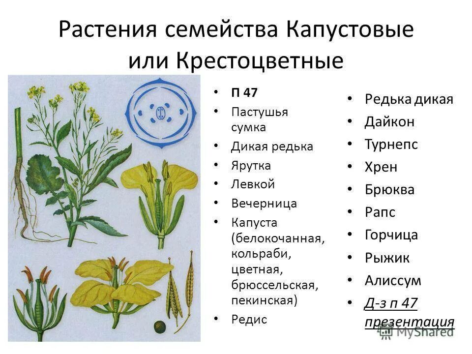 Представители двудольных крестоцветных. Семейство крестоцветные представители. Дикие растения семейства крестоцветных. Семейство крестоцветные капустные. Представители семейства капустные или крестоцветные.