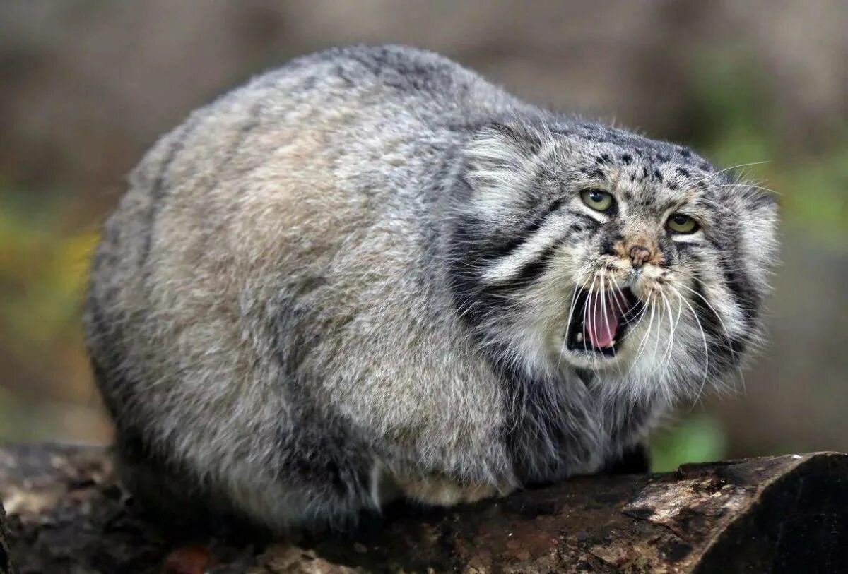 Манул (палласов кот). Сибирский дикий кот Манул. Манул Otocolobus manul. Дикий Лесной кот Манул. Густота шерсти сибирского манула