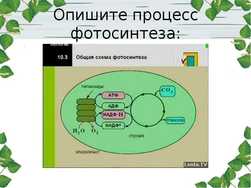 Схема фотосинтеза 6 класс биология. Схема процесса фотосинтеза. Опишите процесс фотосинтеза. Общая схема фотосинтеза. Схема процесса фотосинтеза рисунок