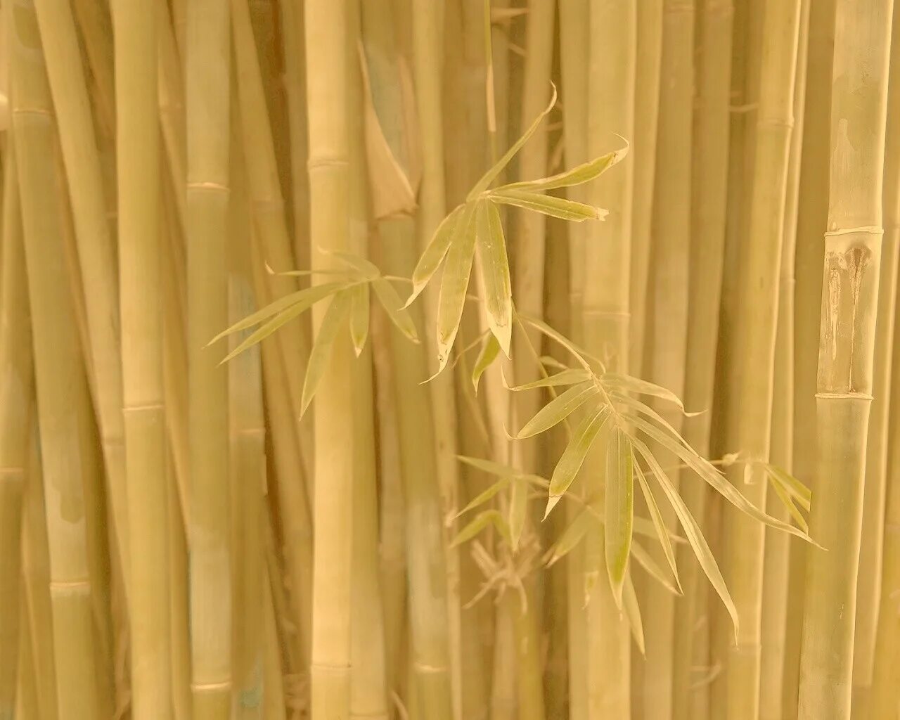 Бамбук бежевый