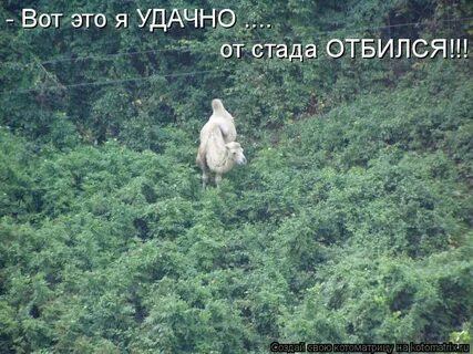 От стада отбилась