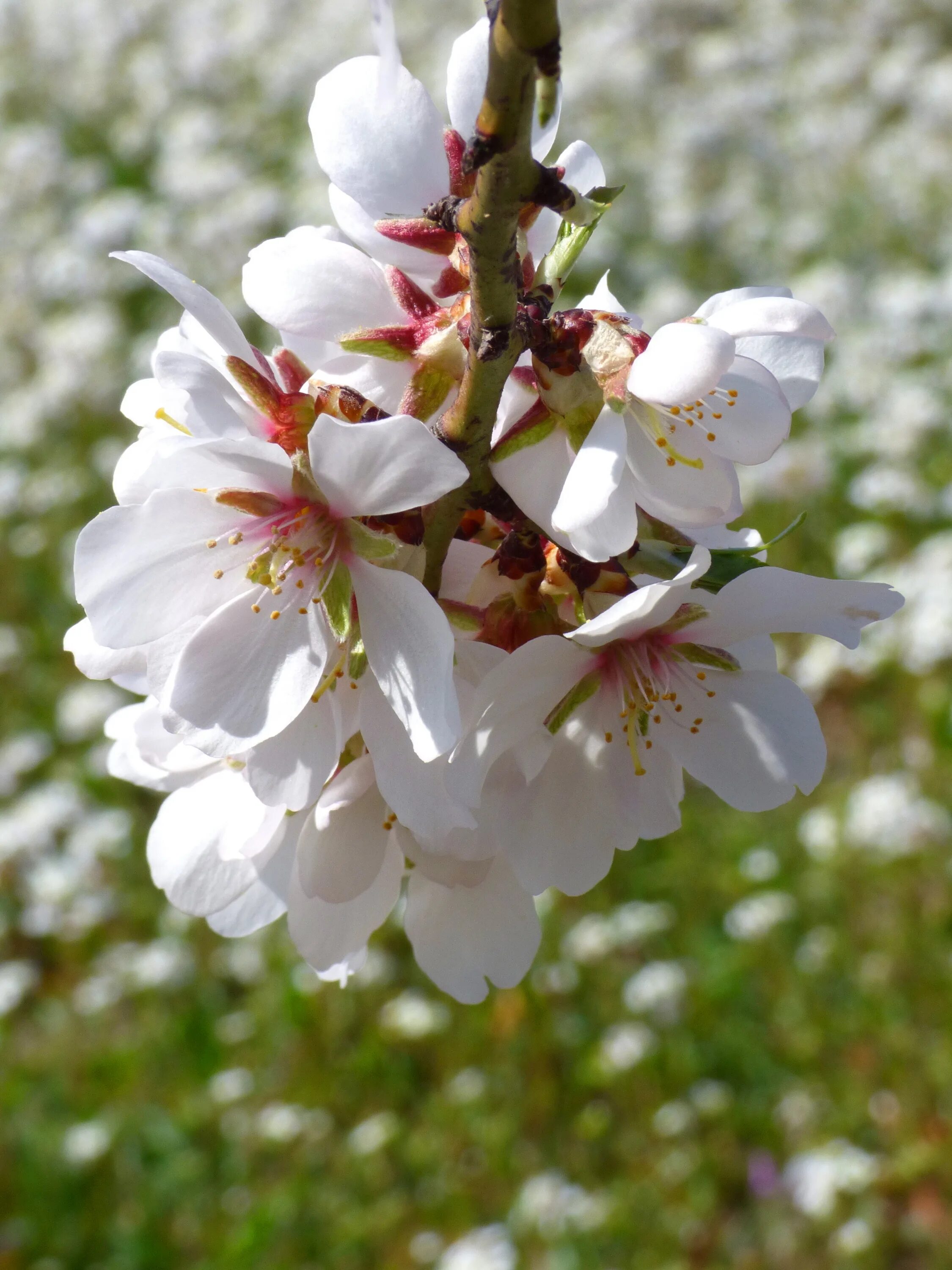 Зацвел миндаль. Миндаль обыкновенный (Prunus Dulcis). Миндаль десертный цветение. Белоцветущий миндаль. Миндаль дерево цветение.