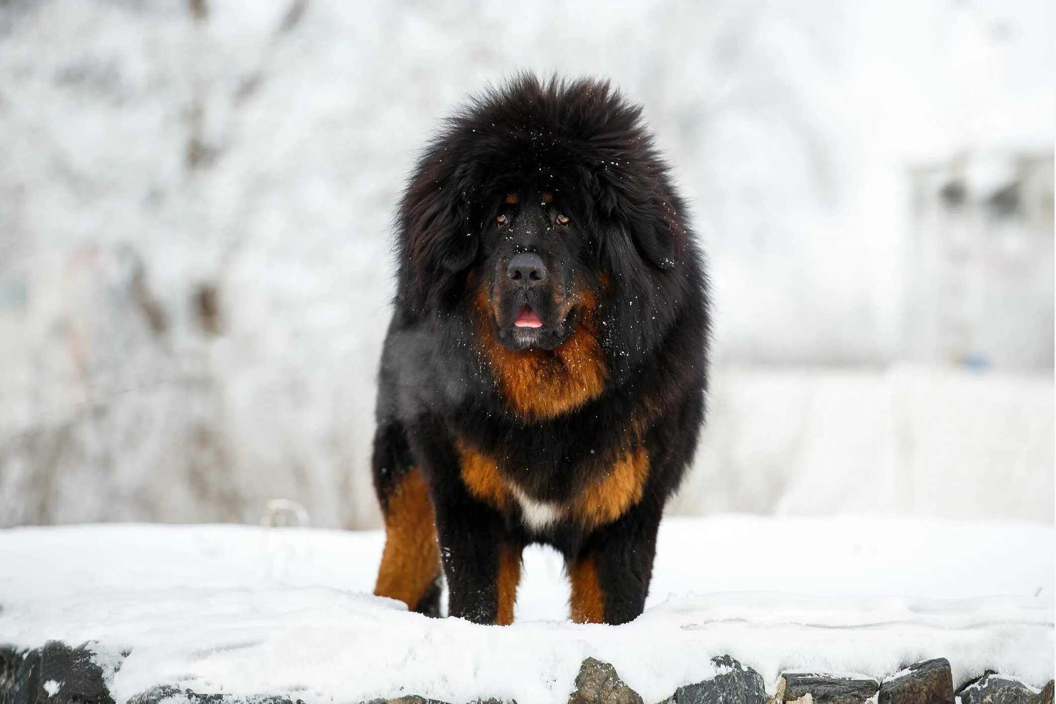 Огромная собака порода. Тибетский мастиф. Тибетский мастиф Хонг Донг. Собаки породы тибетский мастиф. Мастиф тибетский мастиф.