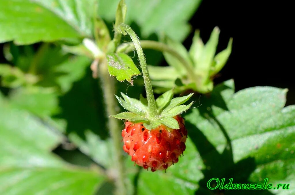 земляника цветковое растение. тип листорасположения у земляники. земляника лесная листорасположение. листорасположение листа земляники лесной. листорасположения розеточное листорасположение.
