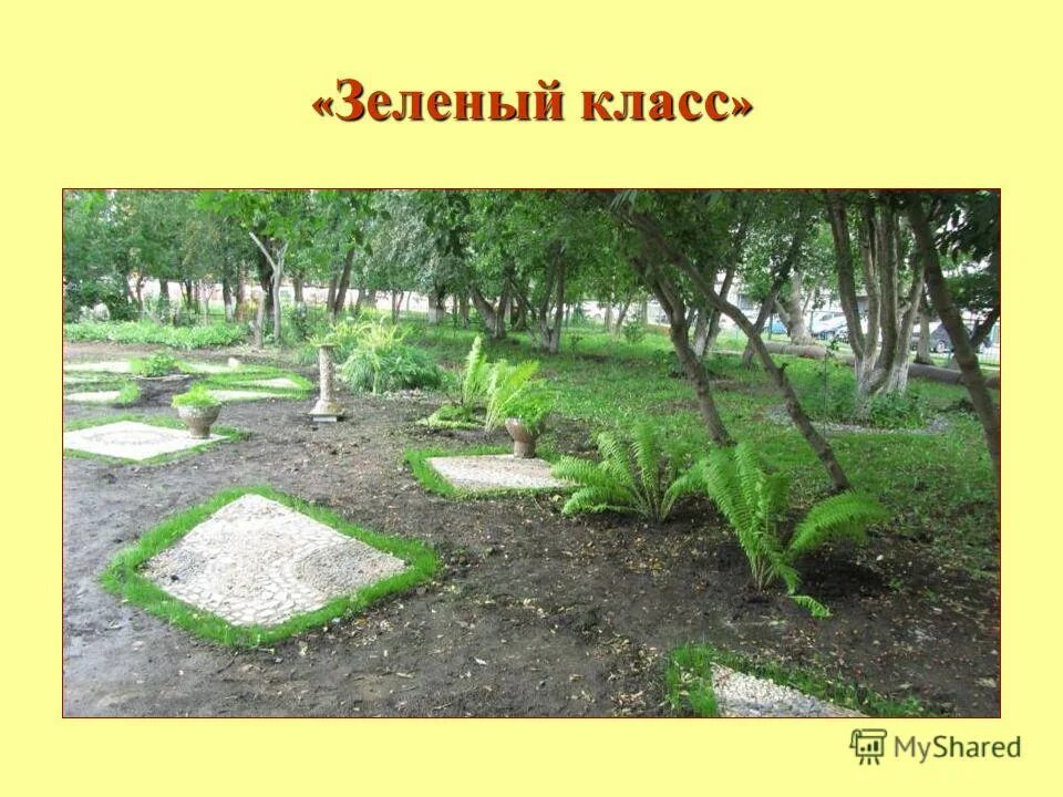 проект зеленый класс. современный класс в школе. зеленый класс беседка в школе. проект зеленый подоконник 3 класс. озеленение кабинета в школе.