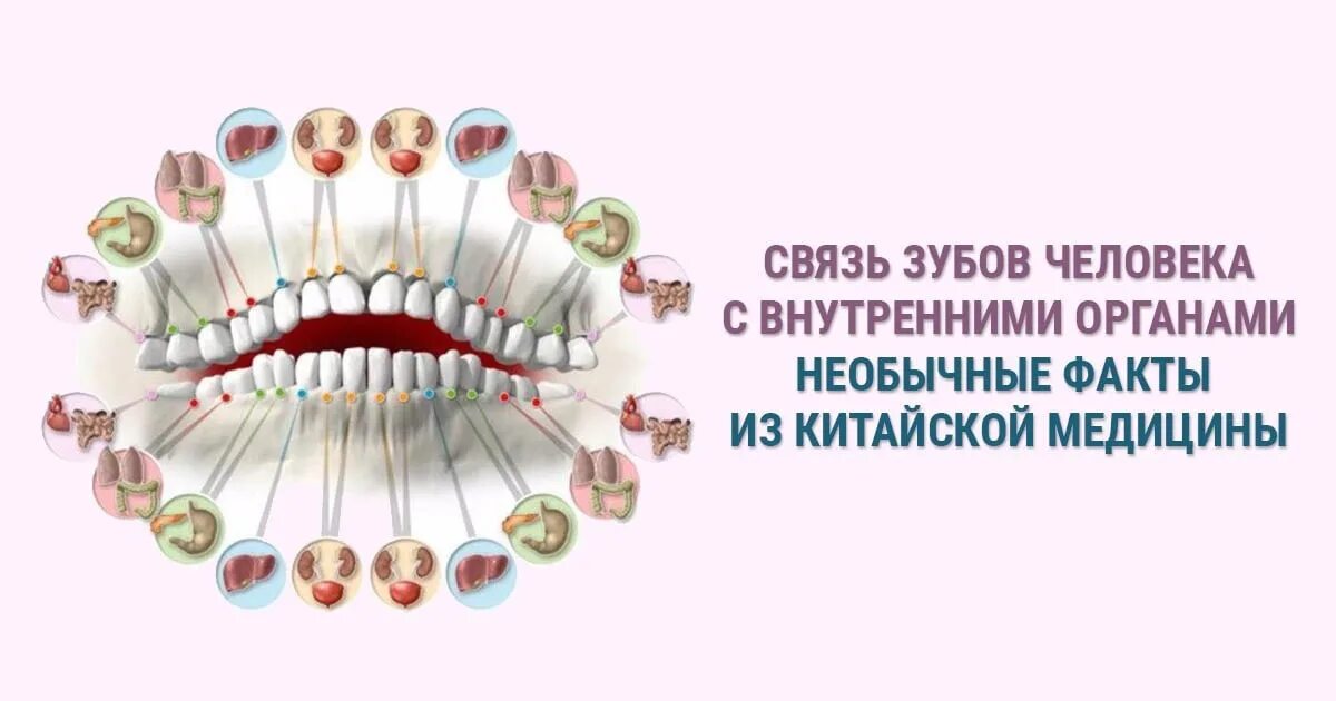 Связь органов человека. Зубы и внутренние органы связь. Связь зубов с внутренними органами человека. Связь зубов с организмом. Зубы и болезни внутренних органов.