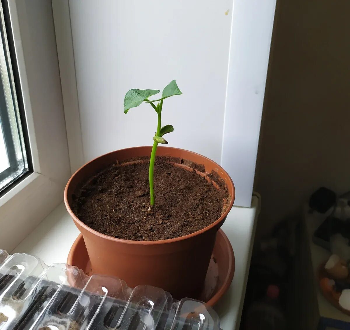 Break Up Beans grow to reveal secret message telling you 'It's over' Daily Mail 