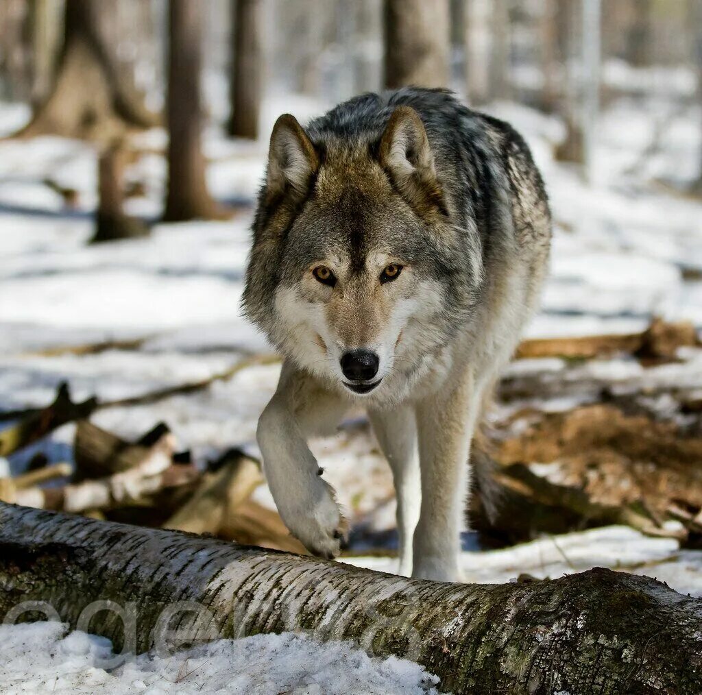 Макензенский волк. Волк обыкновенный (canis Lupus). Среднерусский Лесной волк. Сибирский волк.