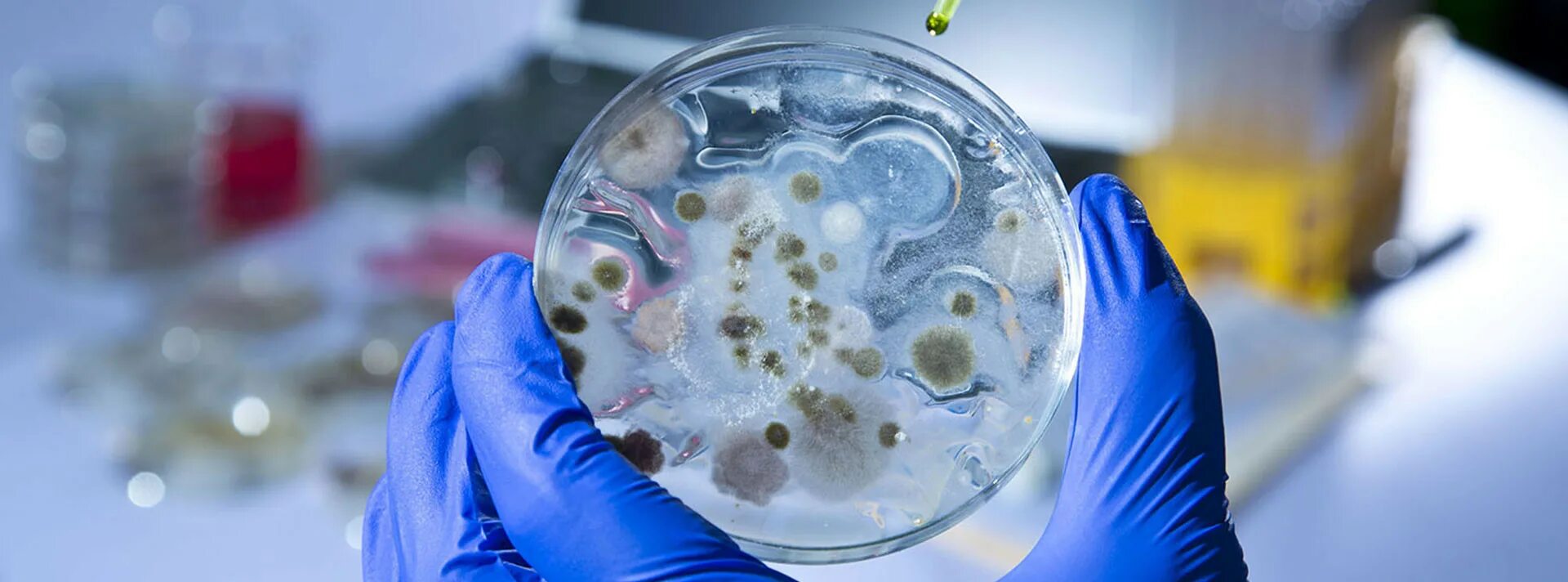 Биотехнология чашки Петри с микроорганизмами. Биотехнология микроорганизмов. Микроорганизмы в пробирках. Микробная биотехнология.