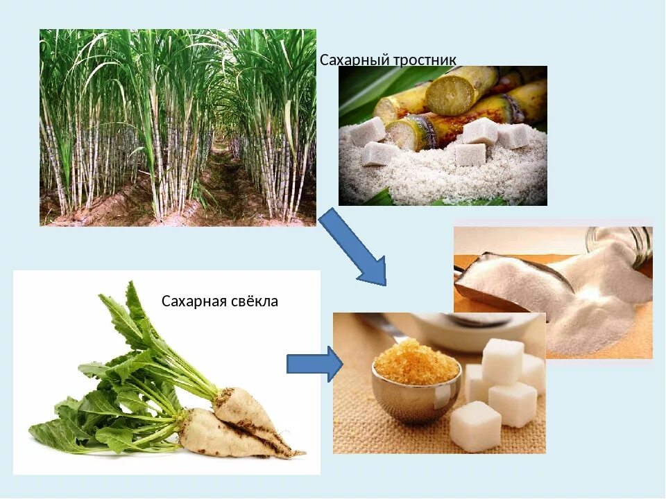 Из чего получают сахар. Сахарный тростник и сахарная свекла. Сахарная свекла и сахар. Сахар из сахарной свеклы. Сахарная свекла и тростник.
