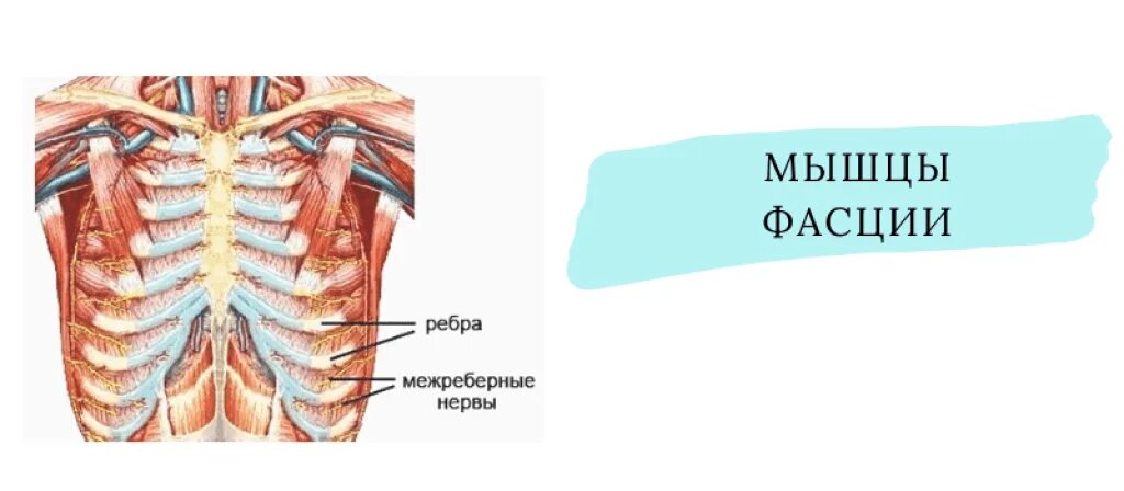 Анатомия грудной клетки межреберная невралгия. Межреберная невралгия грудной клетки мкб. Мкб левосторонняя межреберная невралгия.