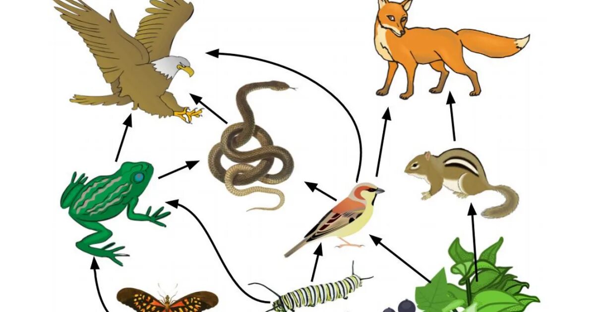 Цепи питания россии. Пищевые Цепочки 5 класс биология. Цепочка питания животных 5 класс биология. Пищевая цепочка в природе биология. Пищевая цепочка в природе 5 класс биология.
