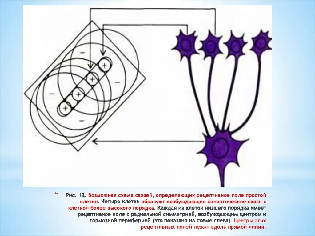 Рецептивные поля ганглиозных клеток. Схема рецептивного поля. Рецептивные поля ганглиозных нейронов. Четыре клетки.