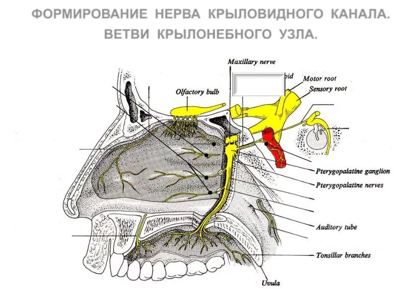 Крылонебный ганглий анатомия. Иннервация слизистой оболочки носовой полости. Иннервация полости носа схема.