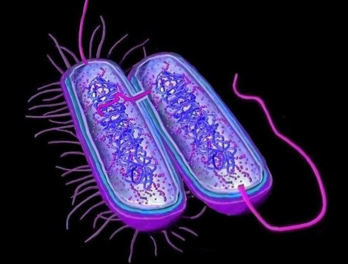 2 бактерии 1 8. Археи микробиология. Прокариоты архебактерии. Археи и бактерии. Клетка археи.