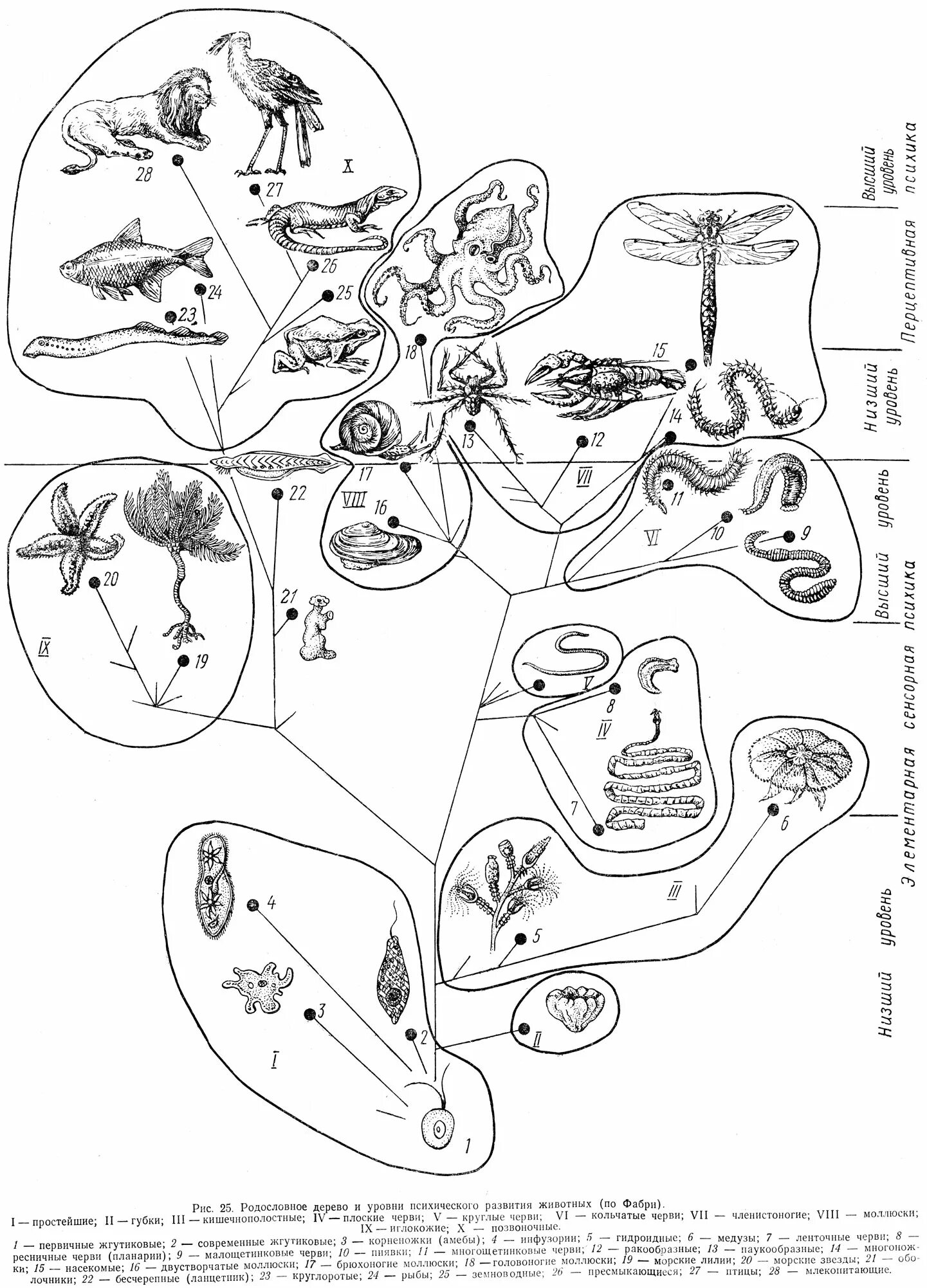 Основные стадии развития психики. Уровни развития психических свойств. Уровни развития животных. Стадии развития психики животных таблица. Уровни развития животных.