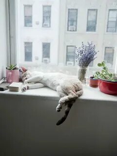Perfect window