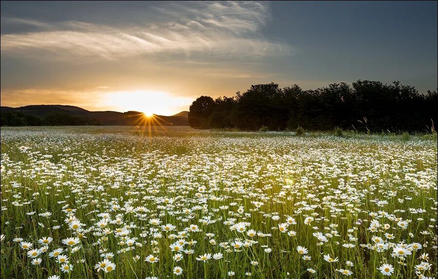 В поле. Поле ц. Цветущий луг. Цветущее поле. Поле небо.