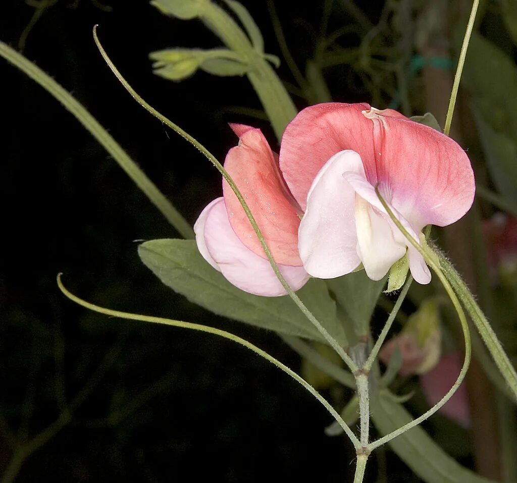 Lathyrus odoratus. Чина душистый горошек. Чина круглолистная. Душистый горошек чина душистая.