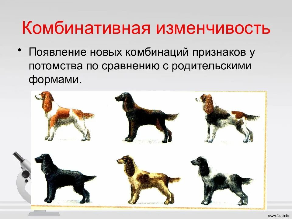 Выраженная изменчивость. Комбинативная наследственная изменчивость. комбинационная наследственная изменчивость. комбинативная наследственность. 2. комбинативная изменчивость.