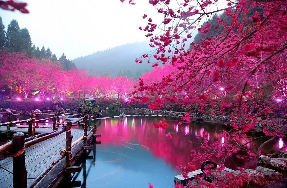 Очень прекрасные картинки. Сад Сакуры. Цветение Сакуры в Японии сады. Парк Такиноуэ, Япония. Сакура блоссом.