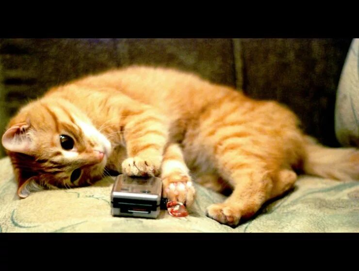 Пропустить скуку. Котик с телефоном. Кот позвони мне. Котик ждет. Котик ждет звонка.