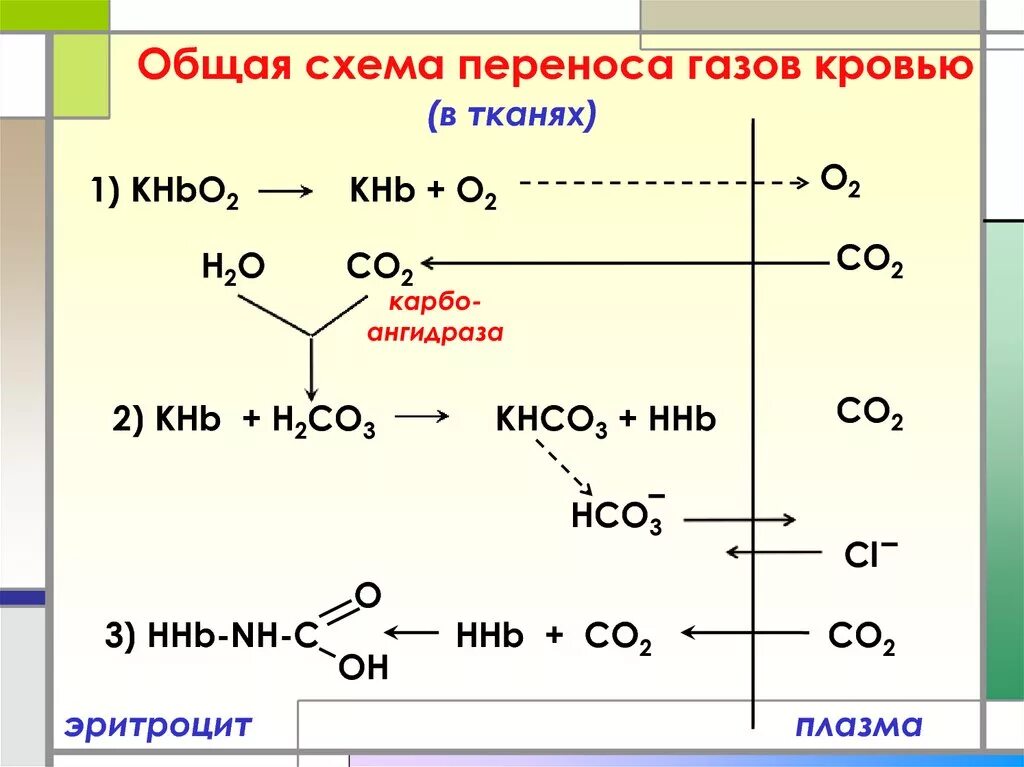 Общая схема переноса газов кровью. Перенос углекислого газа кровью. Транспорт кислорода кровью биохимия. Схема переноса кислорода и углекислого газа гемоглобином. 3 перенос газов кровью