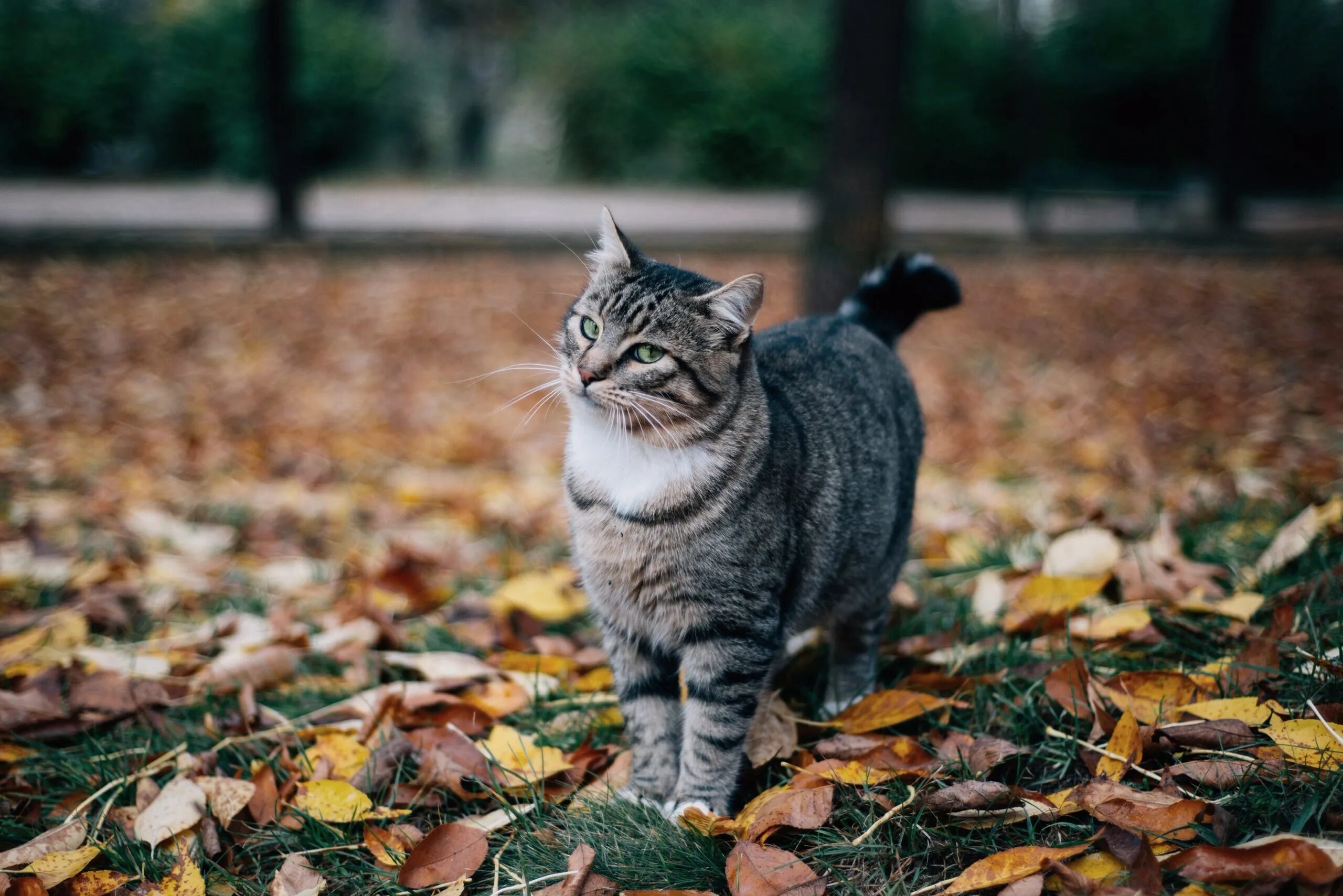 Кошечка гуляет. Кот осень. Кошка гуляет. Коты гуляют. Осень кот полосатый.