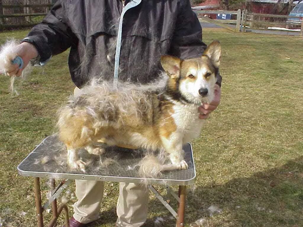 Наоми лорд корги. Собаки для дома. Вельш корги пемброк флаффи. Вельш корги линька. Корги шерсть.