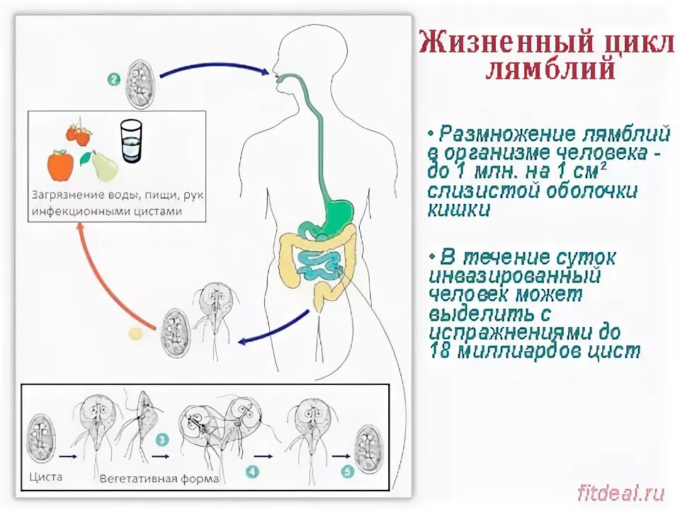 Цикл развития лямблии схема. Стадии жизненного цикла лямблии. Жизненный цикл лямблии кишечной. Лямблия кишечная жизненный цикл.