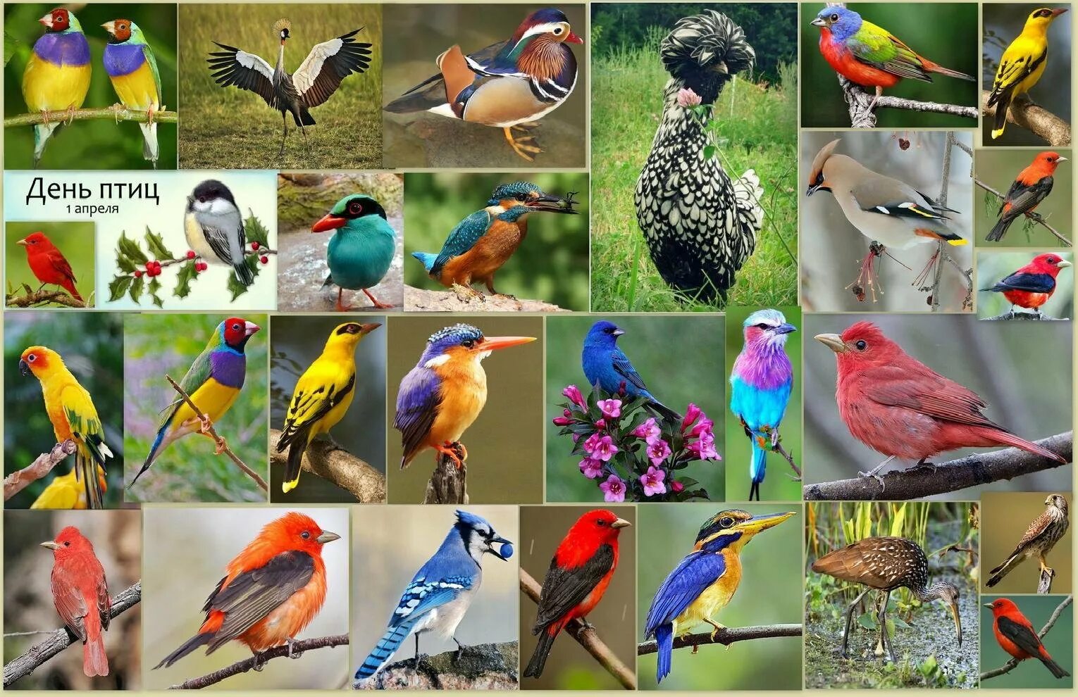 1 Апреля Международный день птиц. Апрель день птиц. Междунаровныйденьптиц. Птицы коллаж.