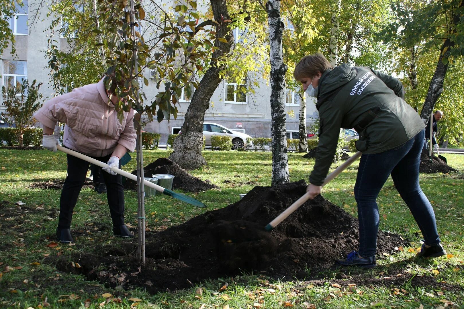 Посадка деревьев улицах. Посадка деревьев. посадка деревьев озеленение. озеленение города посадка. посадка деревьев в городе.