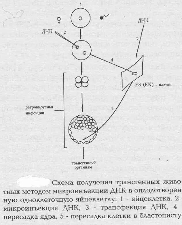 Пересадка днк. Метод микроинъекции ДНК схема. Метод микроинъекции в получении трансгенных животных. Микроинъекция ДНК растений. Механизм трансгенности.