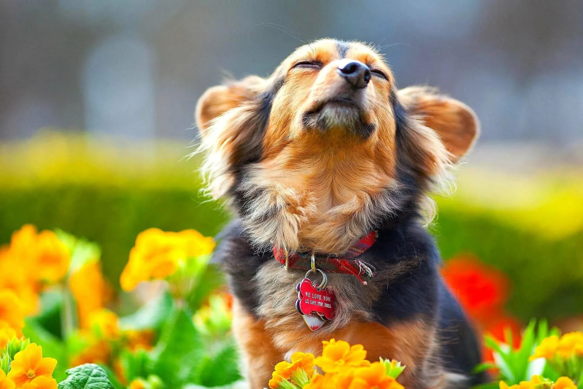 Хорошее настроение животное. Красивые собаки. Лето животные. Цветы и животные. Яркие животные.