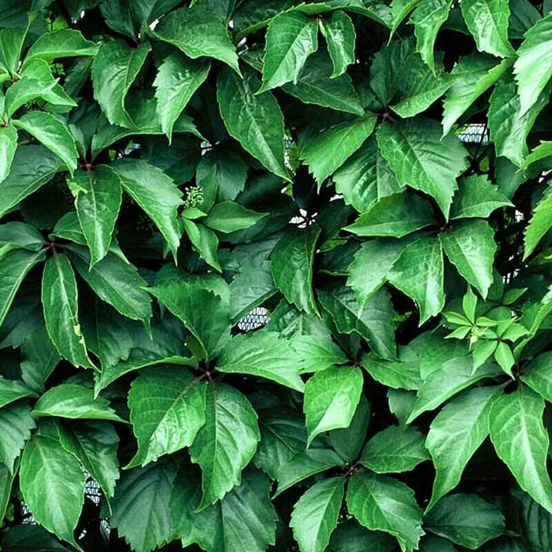 "виноград девичий пятилисточковый parthenocíssus quinquefolia". Девичий виноград пятилисточковый. Девичий пятилисточковый. Девичий виноград пятилисточковый. Виноград девичий пятилисточковый parthenocissus quinquefolia.