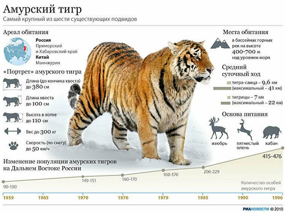 Крупнейшие вес в россии. Амурский тигр характеристика и описание в России. Вес Амурского тигра самца.