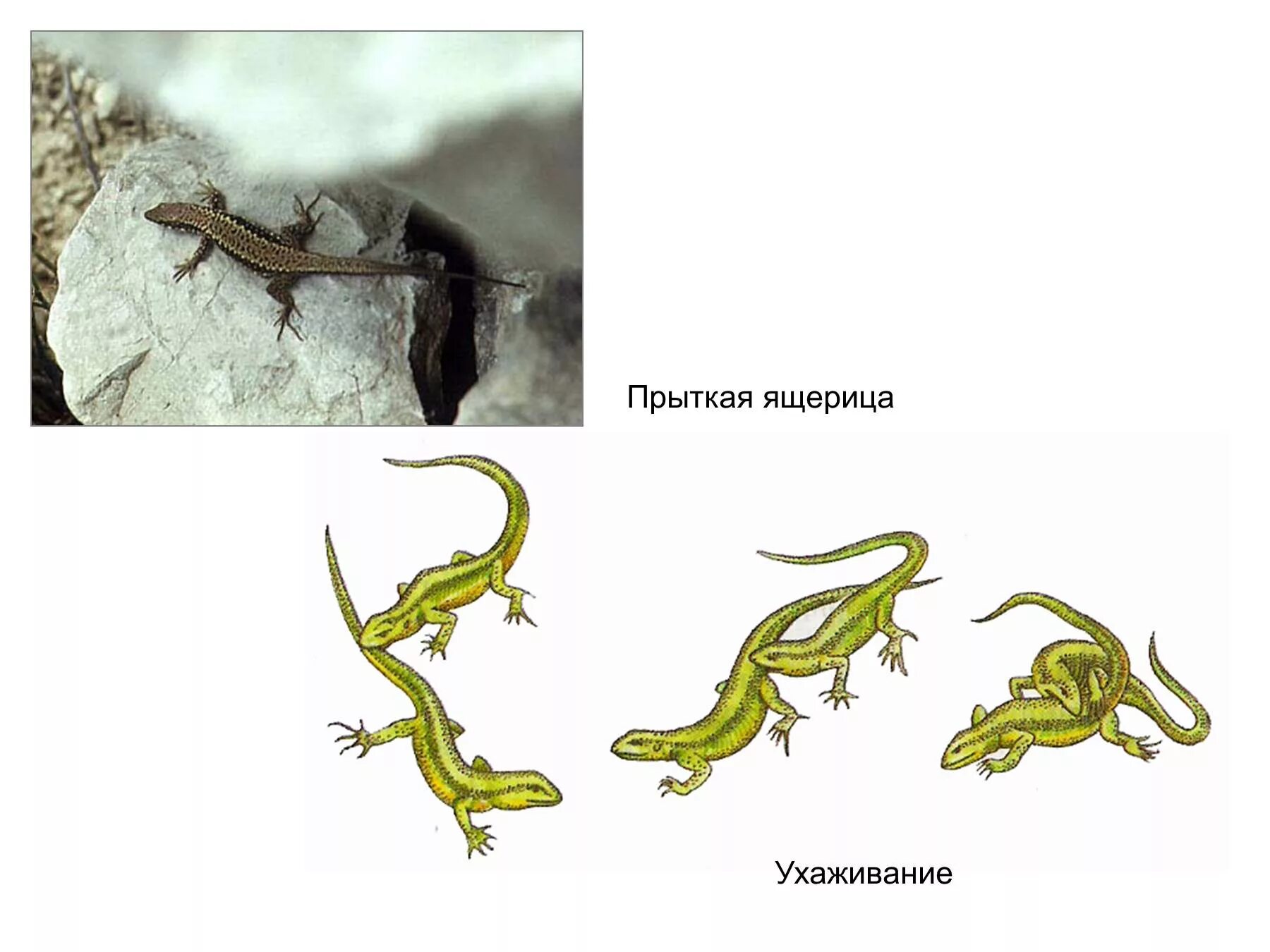 Размножение живородящей ящерицы. Прыткая ящерица. Прыткая ящерица самец. Прыткая ящерица размножение.