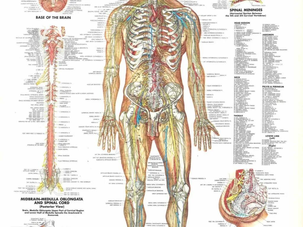 Нервная система человека анатомический атлас. Анатомия нервной системы на латыни. Нервная система человека атлас по анатомии. Нервы человека анатомия атлас. Нервная система латынь