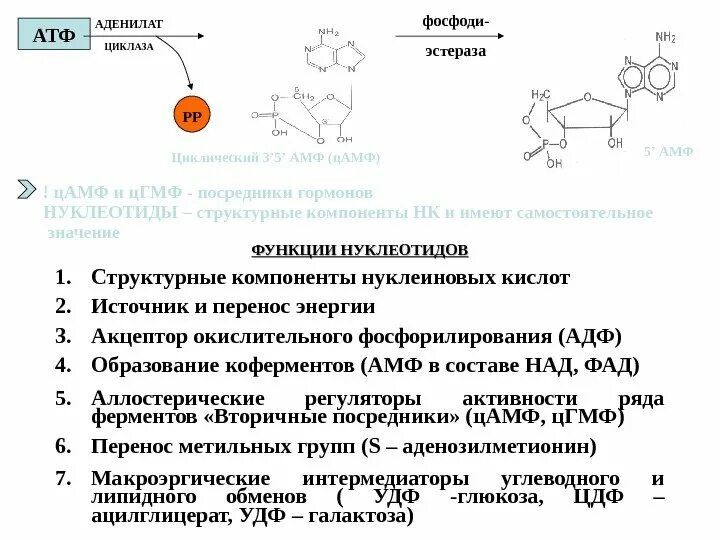 Структуры и функции нуклеотидов