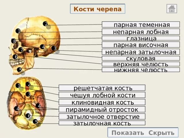 Кости черепа. Таблица костей черепа. Непарные кости черепа. Парные кости черепа человека. Парной костью являются