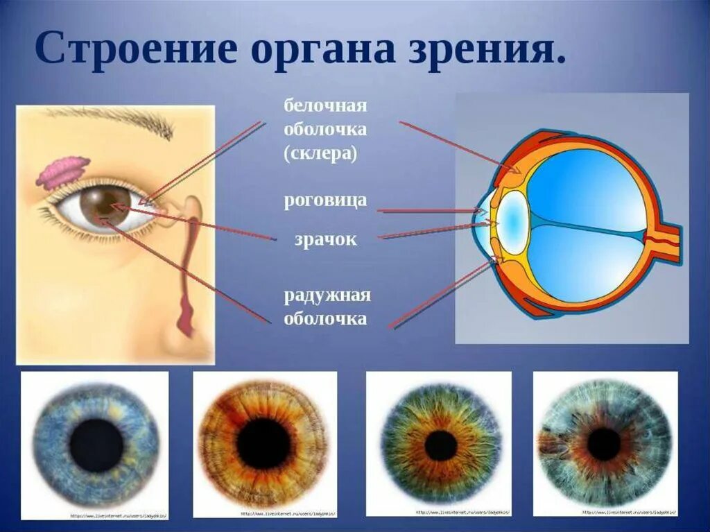 Зрительный анализатор строение органа зрения. Орган зрения зрительный анализатор анатомия. Белочная оболочка склера. Орган зрения 8 класс биология. Биология 8 класс анализаторы зрения.