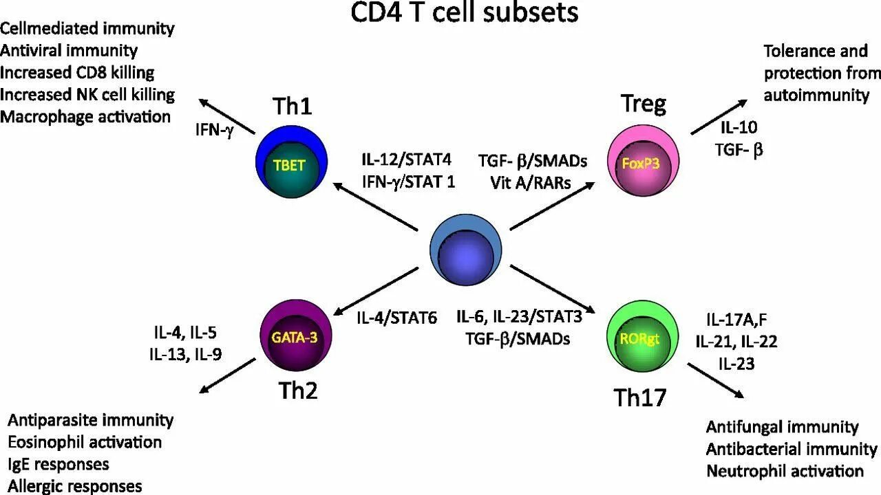Количество т клеток. Cd4 cd8 клетки. Cd4 t-клетки. Cd8 т лимфоциты. Cd4 т клеточный ответ.
