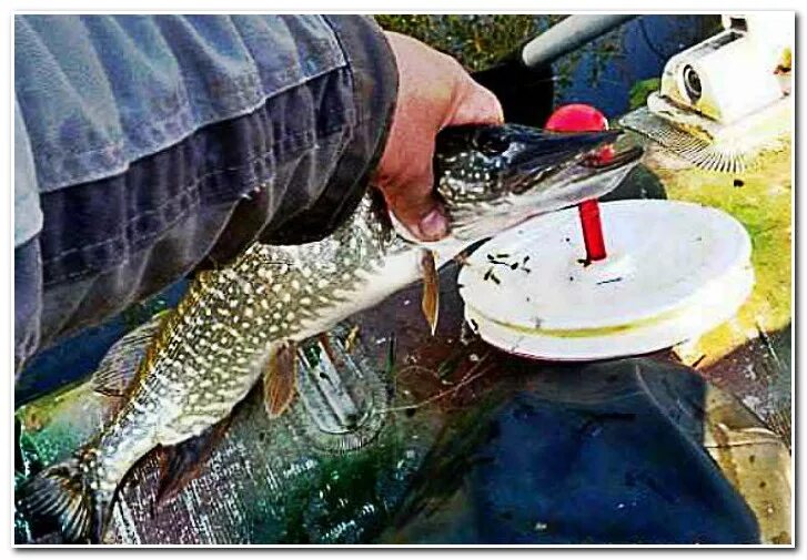 Кружок щука. Кружки на щуку. щука на кружки летом. щука на кружки осенью. ловля щуки на кружки.