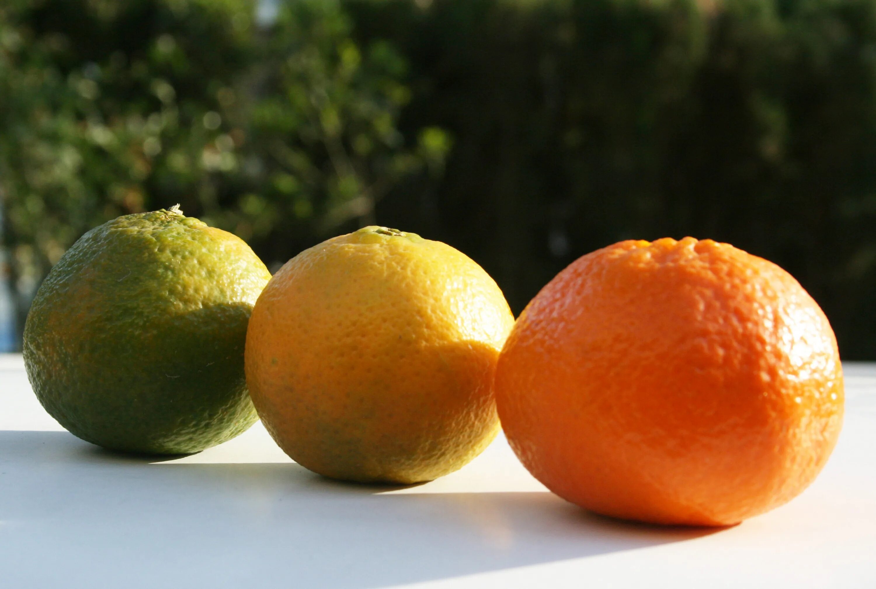 Мандарина гош. Мандарин юдзу. Померанец зеленый фрукт. Юдзу фрукт. Цитрус мандарин +апельсин.