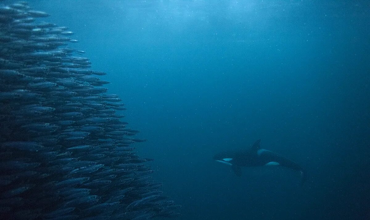 Морские млекопитающие морские млекопитающие. Киты сколько могут под водой. Кит самец. Киты сколько могут под водой. Кит в воде.