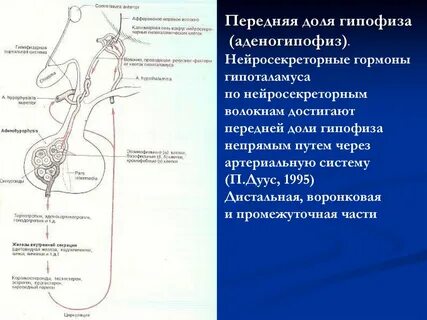 Нейросекреторные клетки гипоталамуса