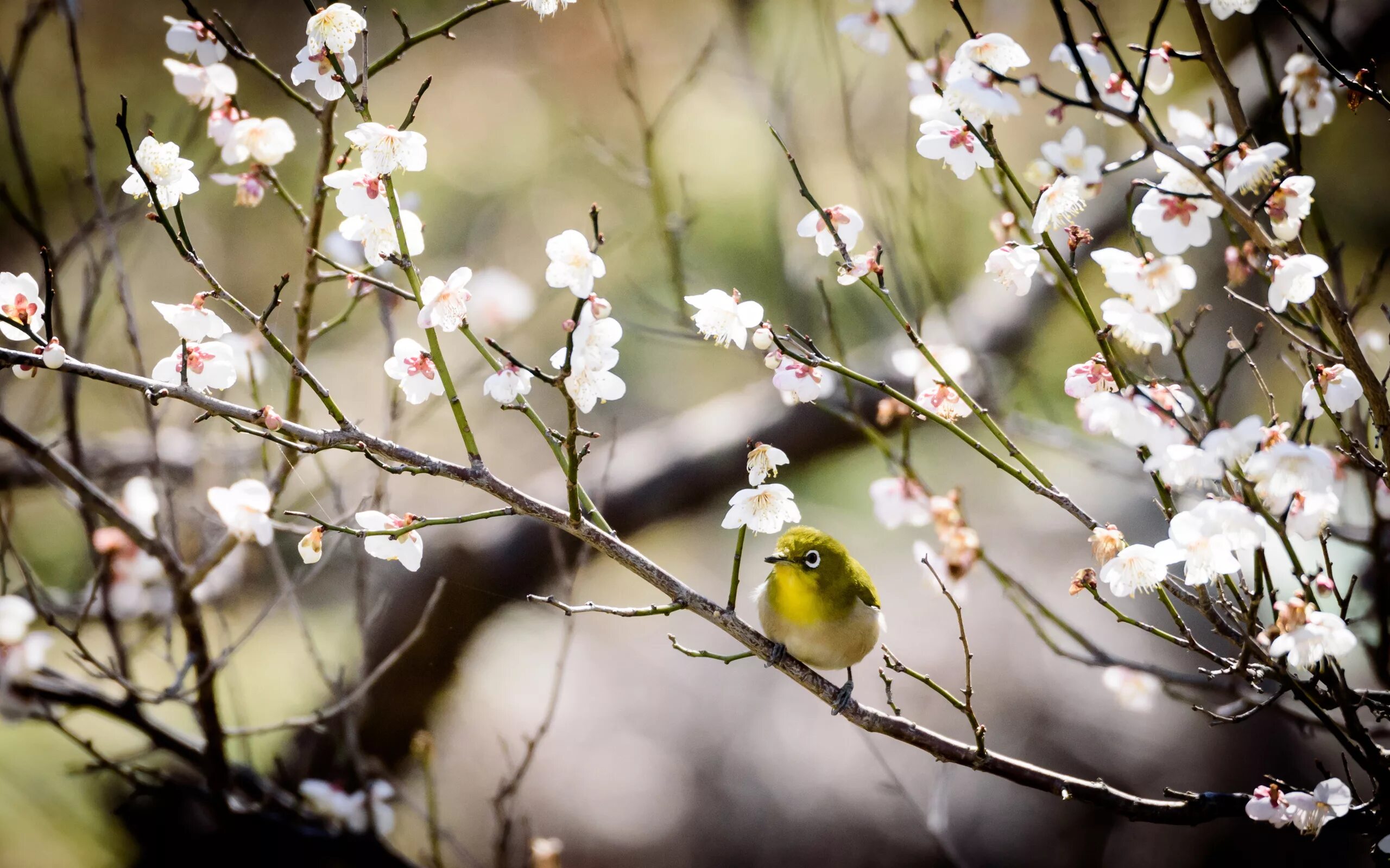 Вишня Птичья. Весенняя природа. Природа весной. Красивая весенняя песня